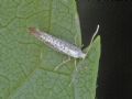 Argyresthia retinella